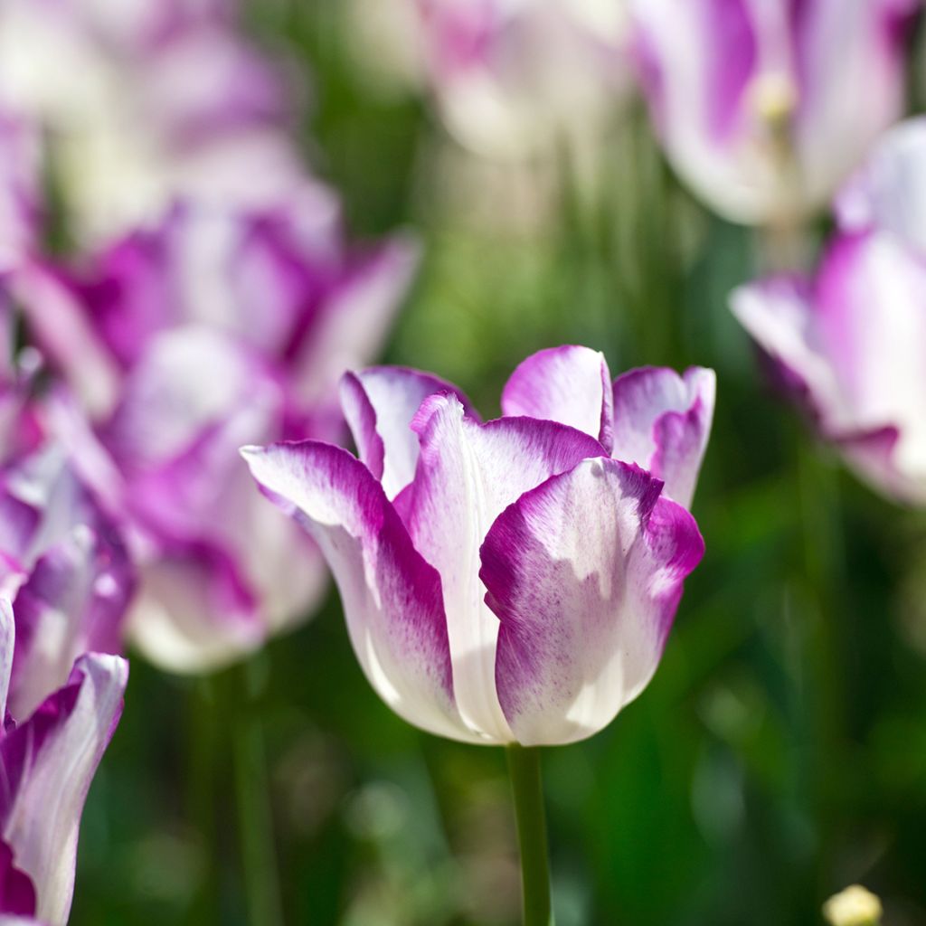 Tulipa Triunfo Affaire