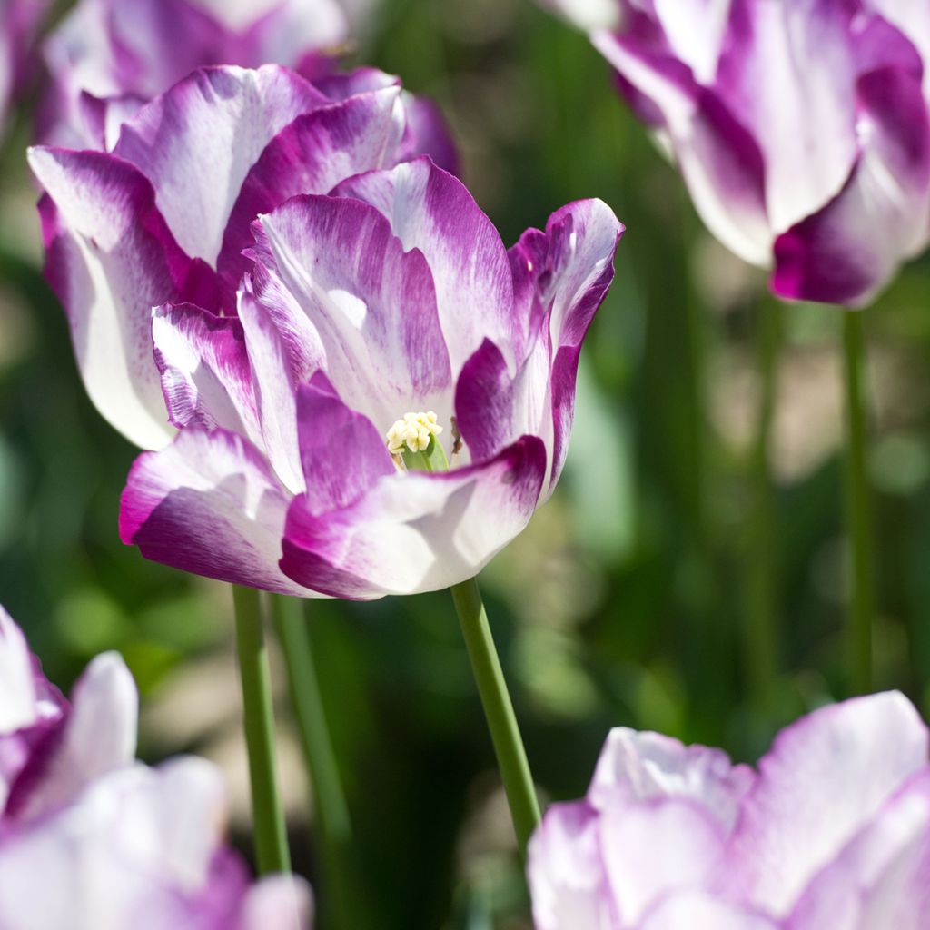 Tulipa Triunfo Affaire