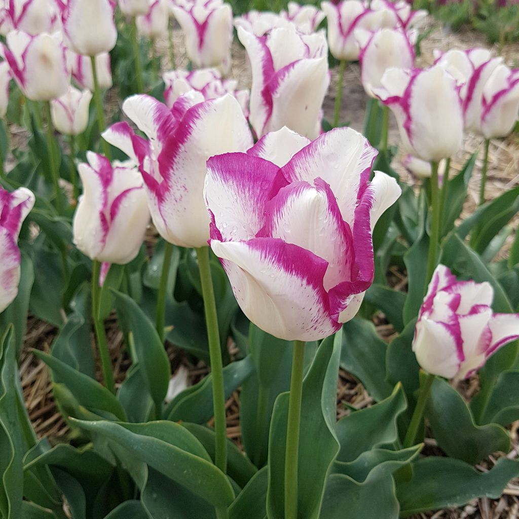 Tulipa Triunfo Affaire