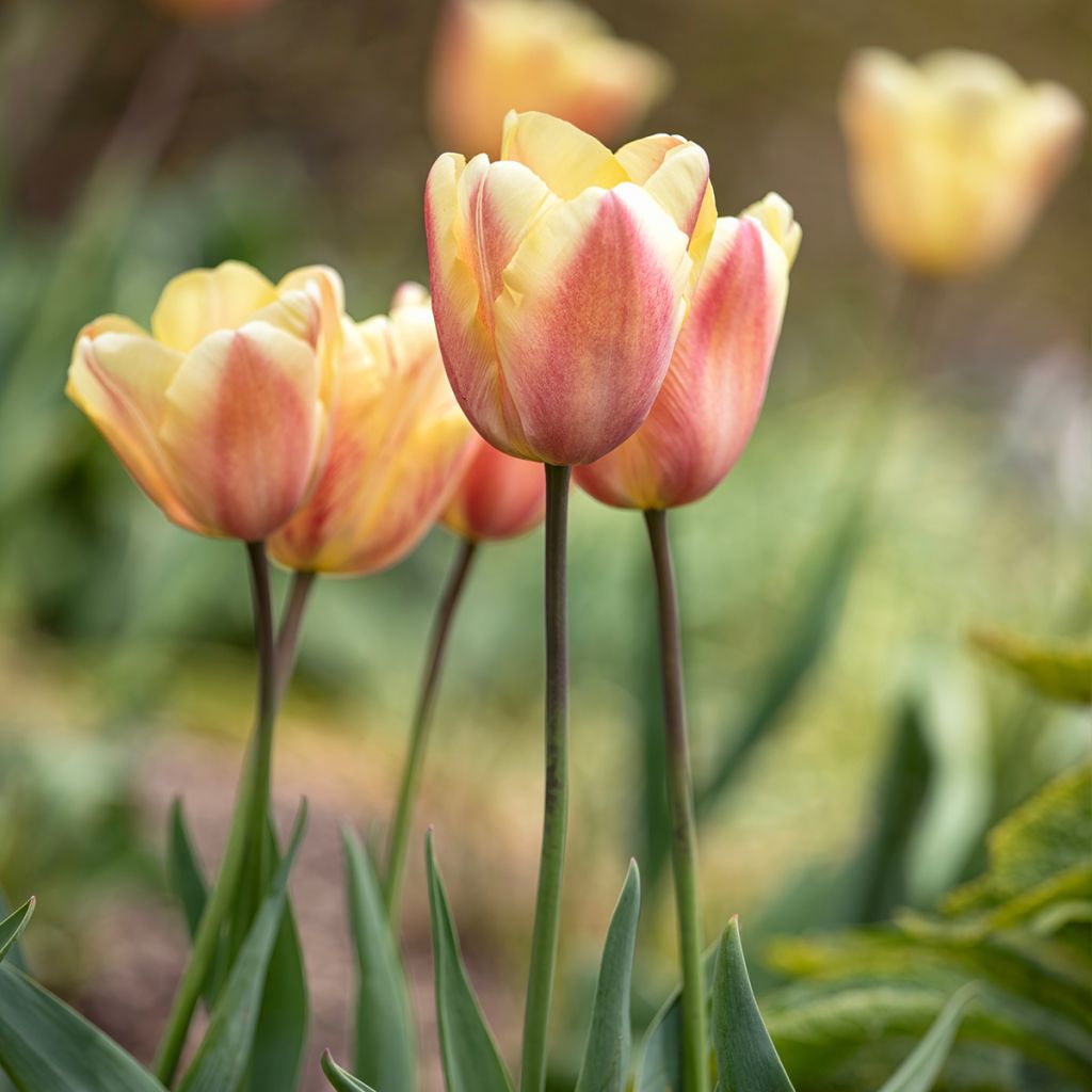 Tulipa Triunfo Apricot Foxx