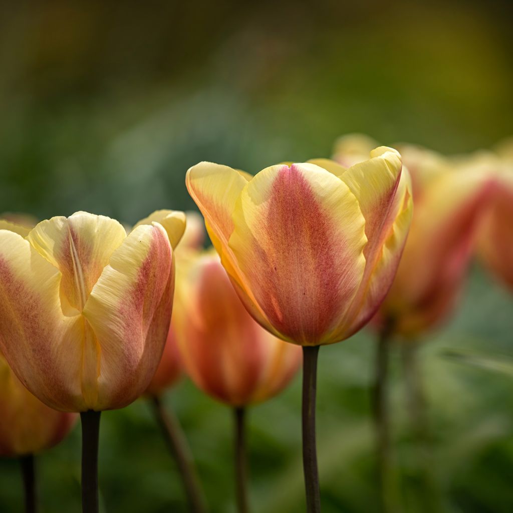 Tulipa Triunfo Apricot Foxx