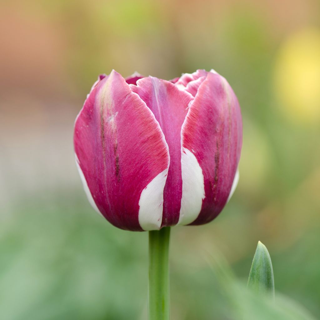 Tulipa Triunfo Arabian Mistery