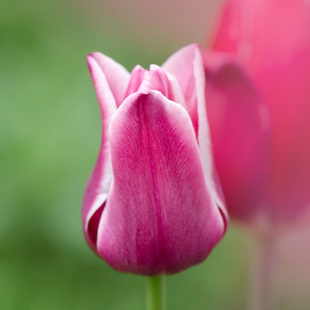 Tulipa Triunfo Arabian Mistery