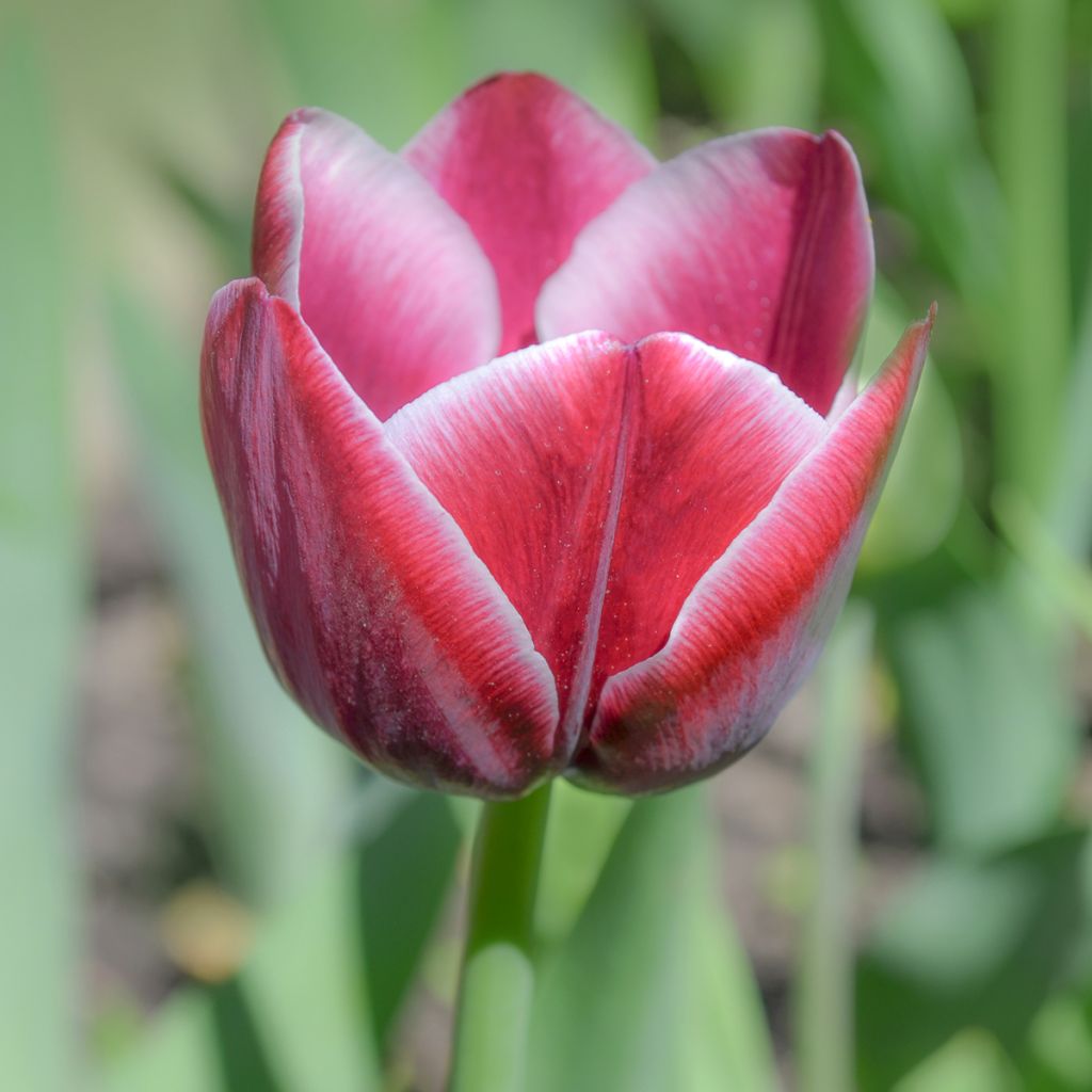 Tulipa Triunfo Arabian Mistery