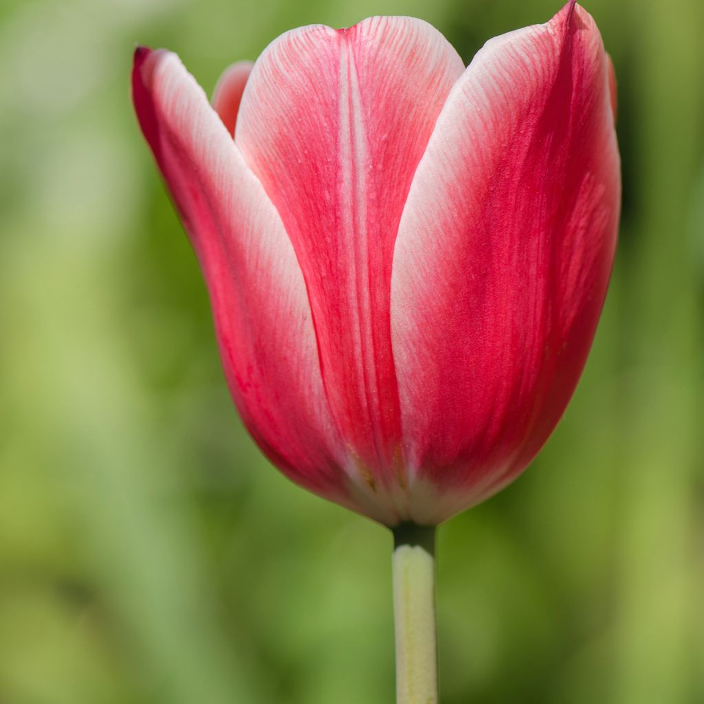 Tulipa Triunfo Arabian Mistery