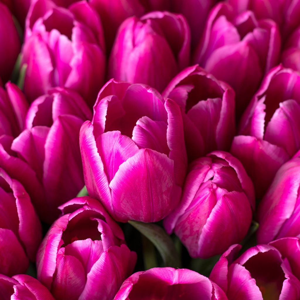 Tulipa Triunfo Barcelona