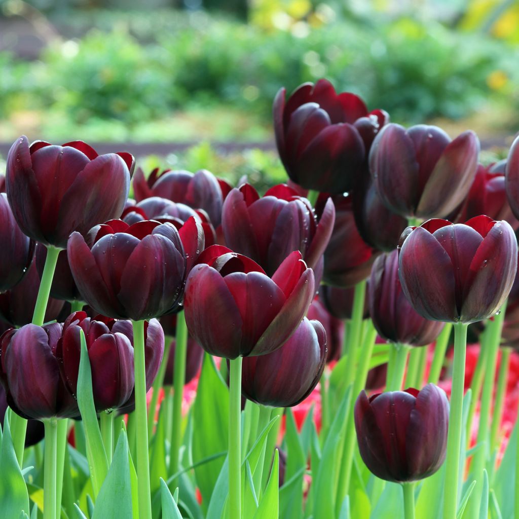 Tulipa Triunfo Black Jack