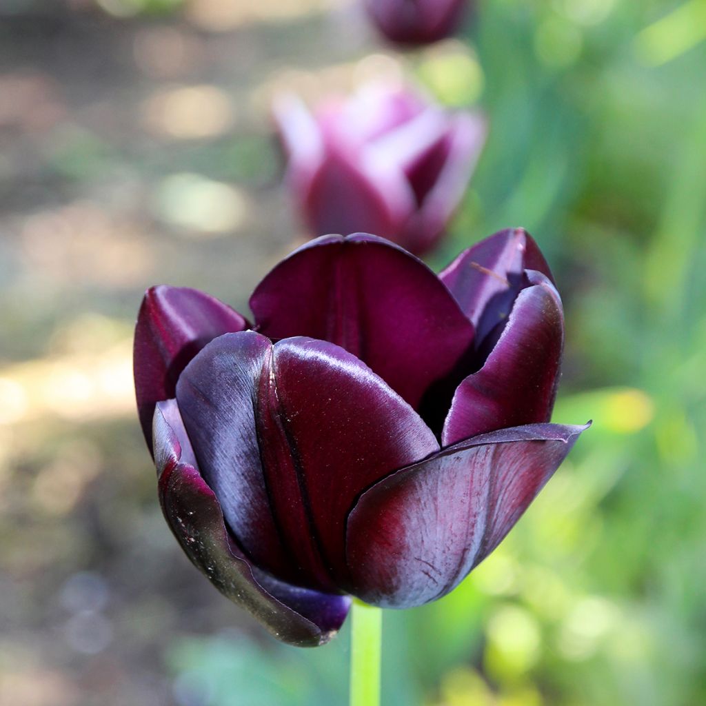 Tulipa Triunfo Black Jack