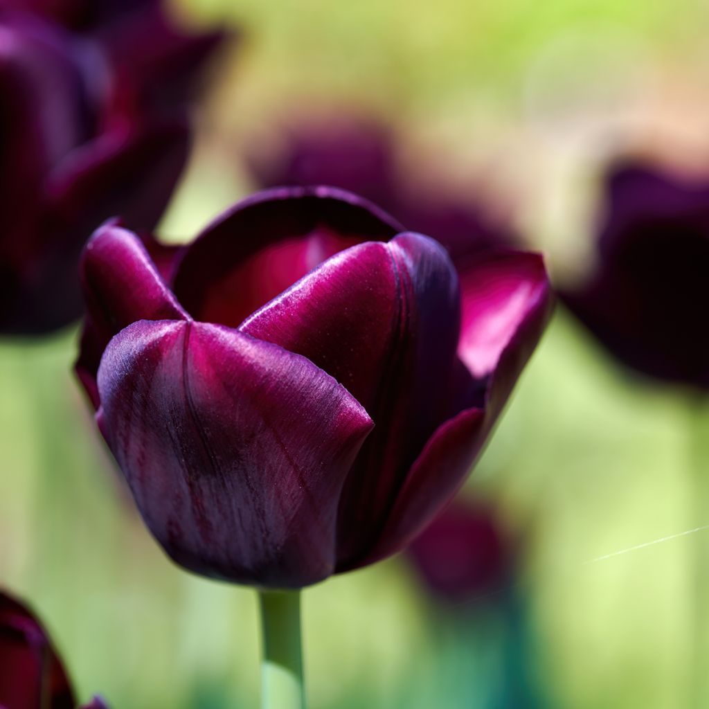 Tulipa Triunfo Black Jack