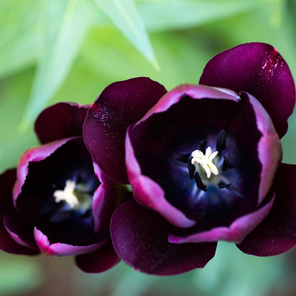 Tulipa Triunfo Black Jack