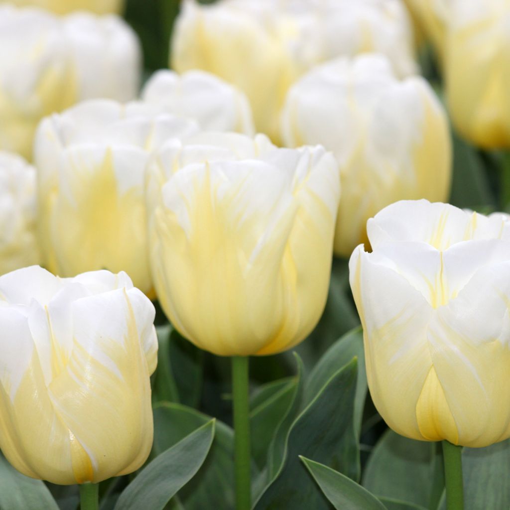 Tulipa Triunfo Calgary Flames