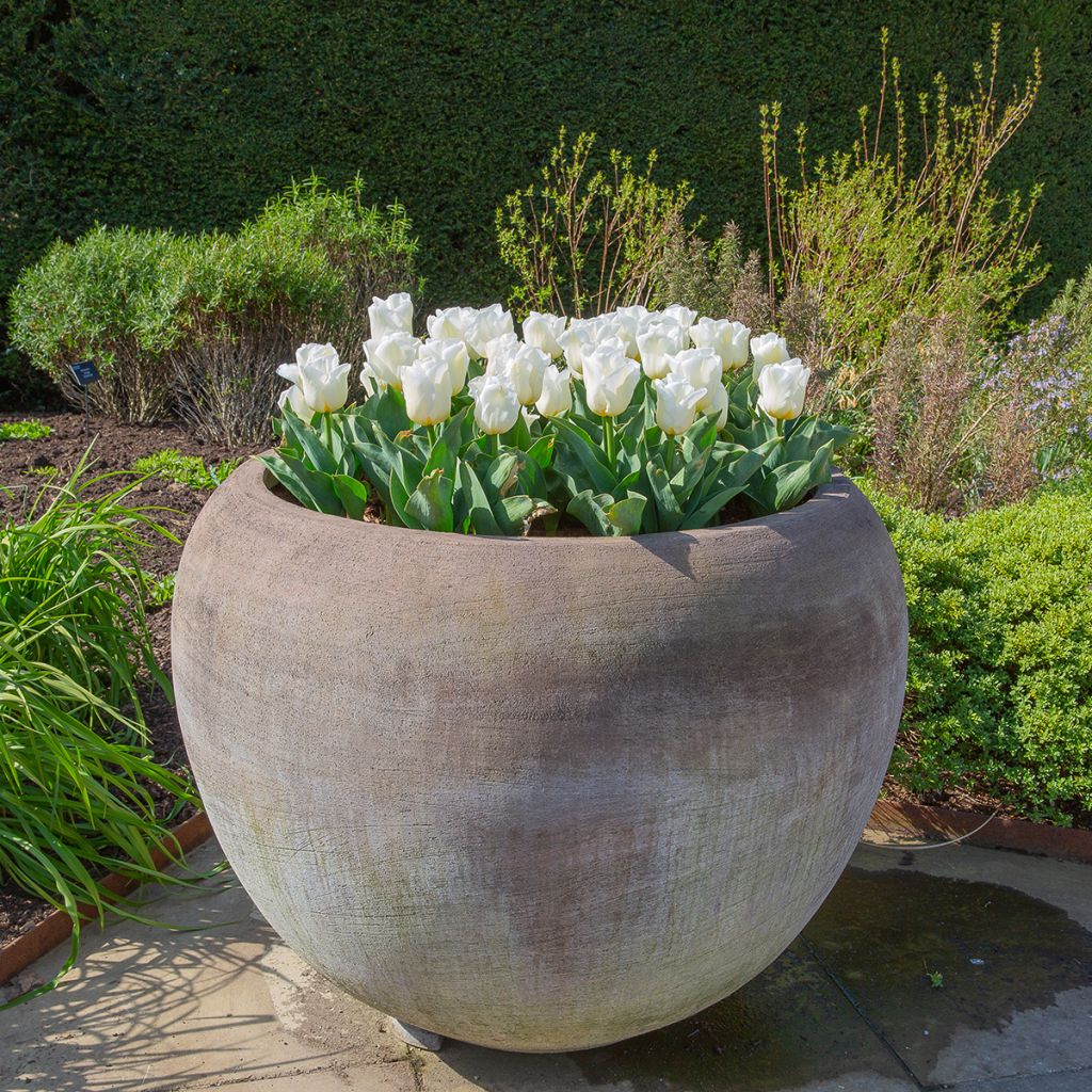 Tulipa Triunfo Calgary