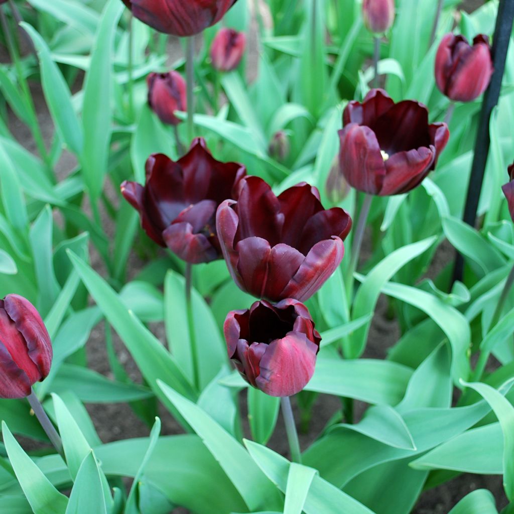 Tulipa Triunfo Continental
