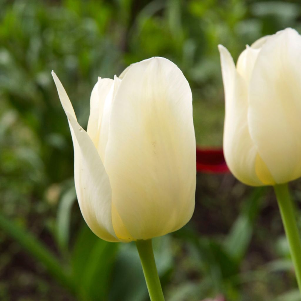 Tulipa Triunfo Creme Flag