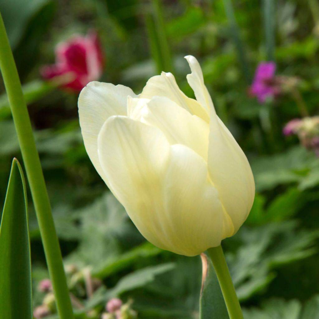 Tulipa Triunfo Creme Flag