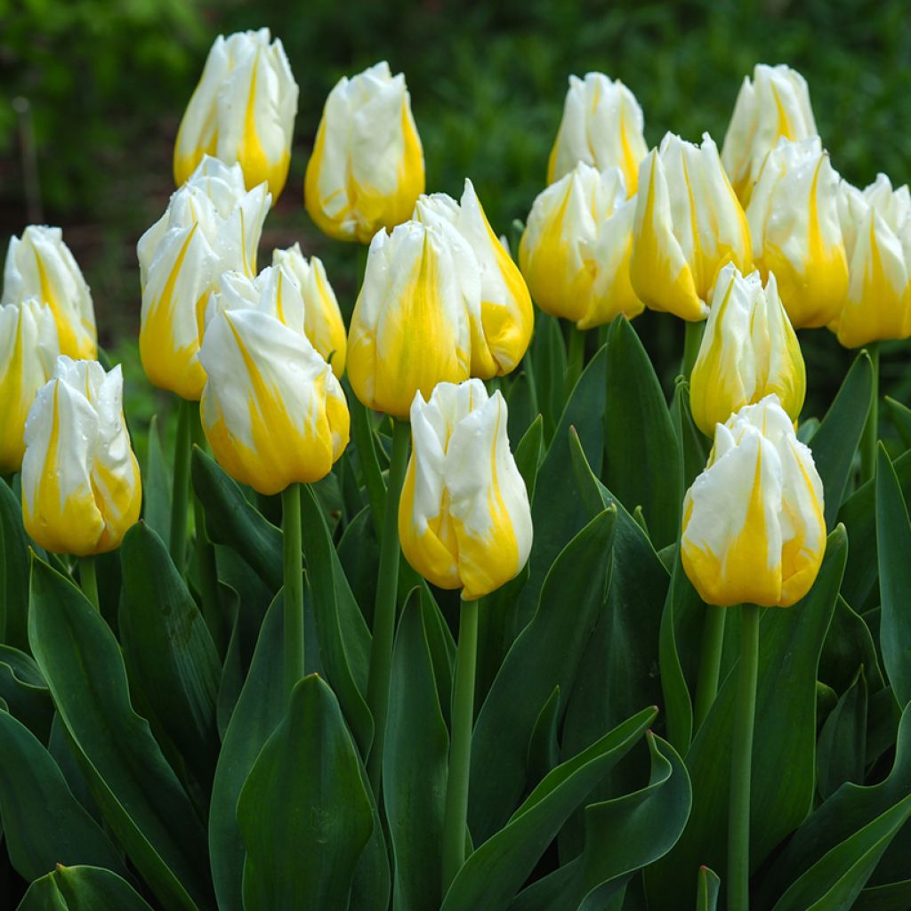 Tulipa Triunfo Flaming Agrass