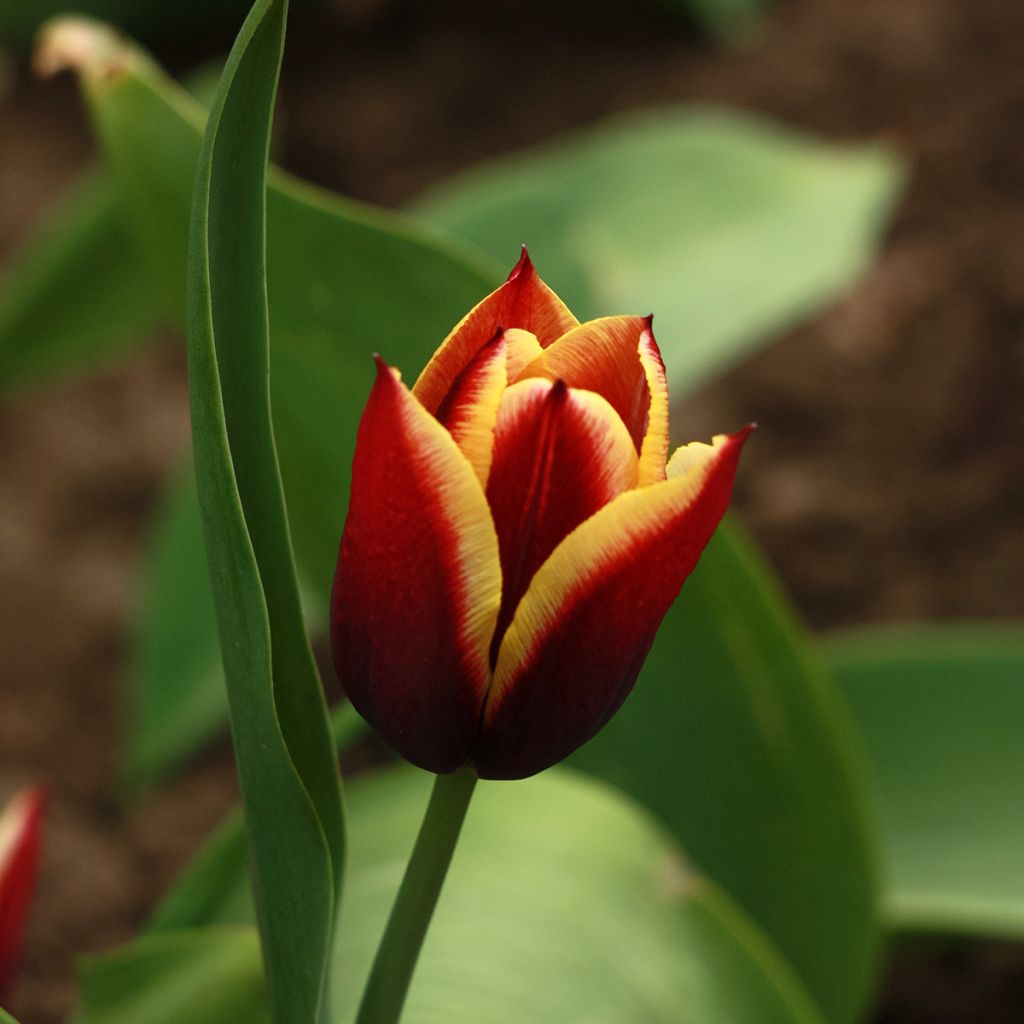 Tulipa Triunfo Gavota