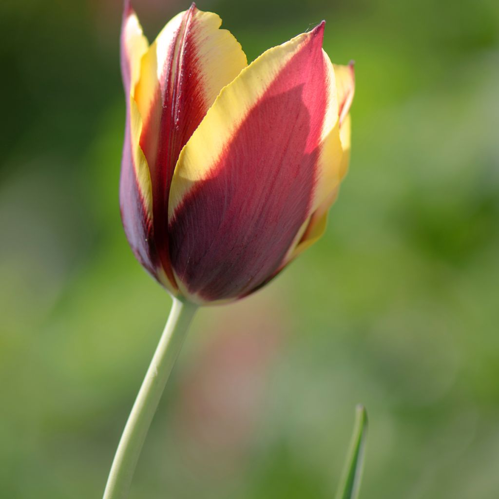 Tulipa Triunfo Gavota