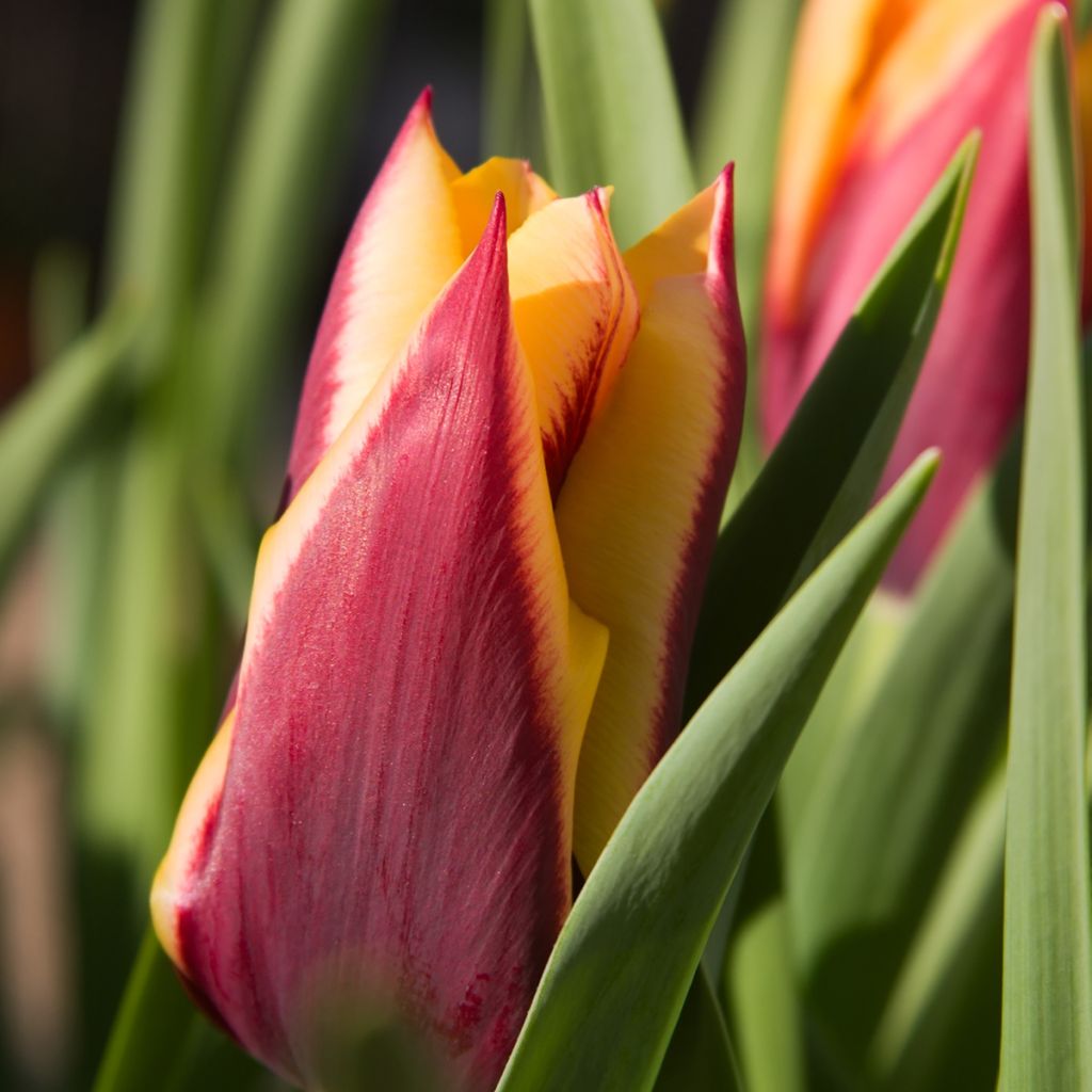 Tulipa Triunfo Gavota