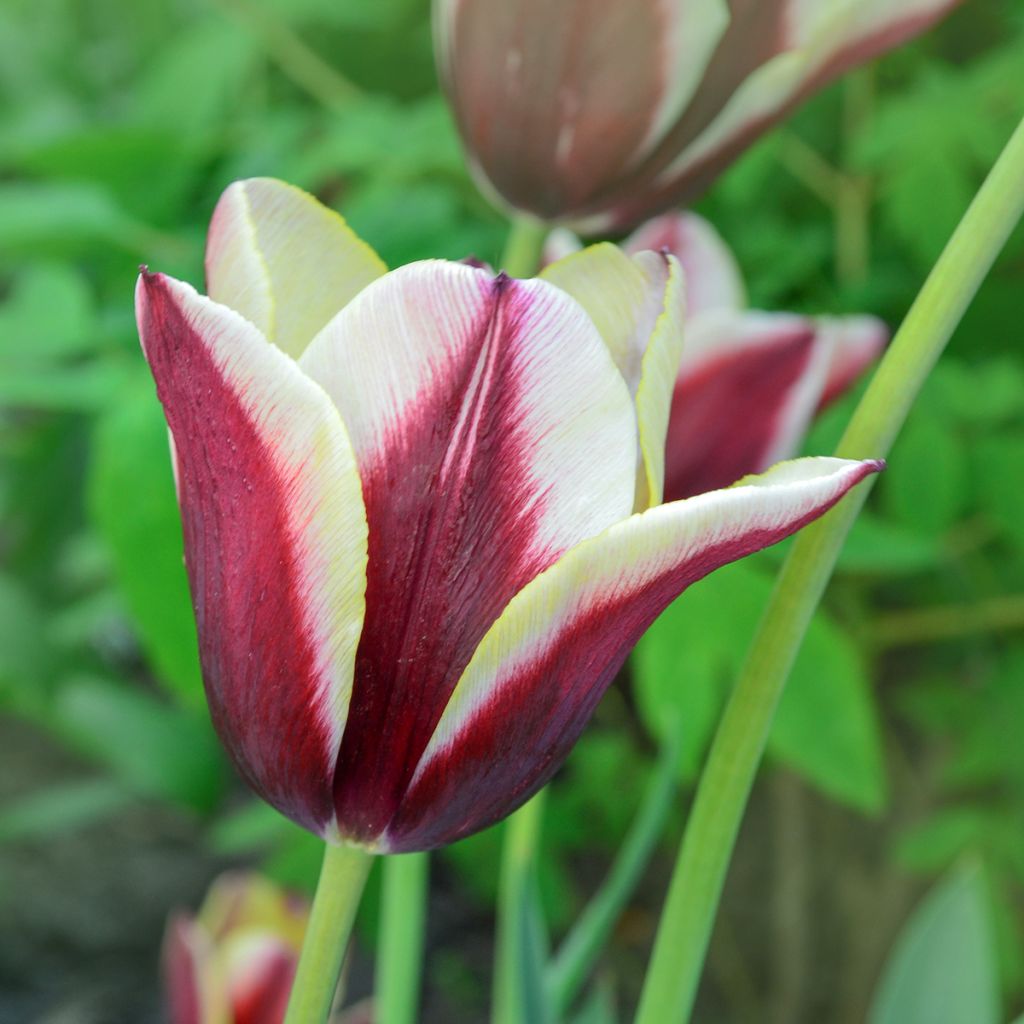 Tulipa Triunfo Gavota