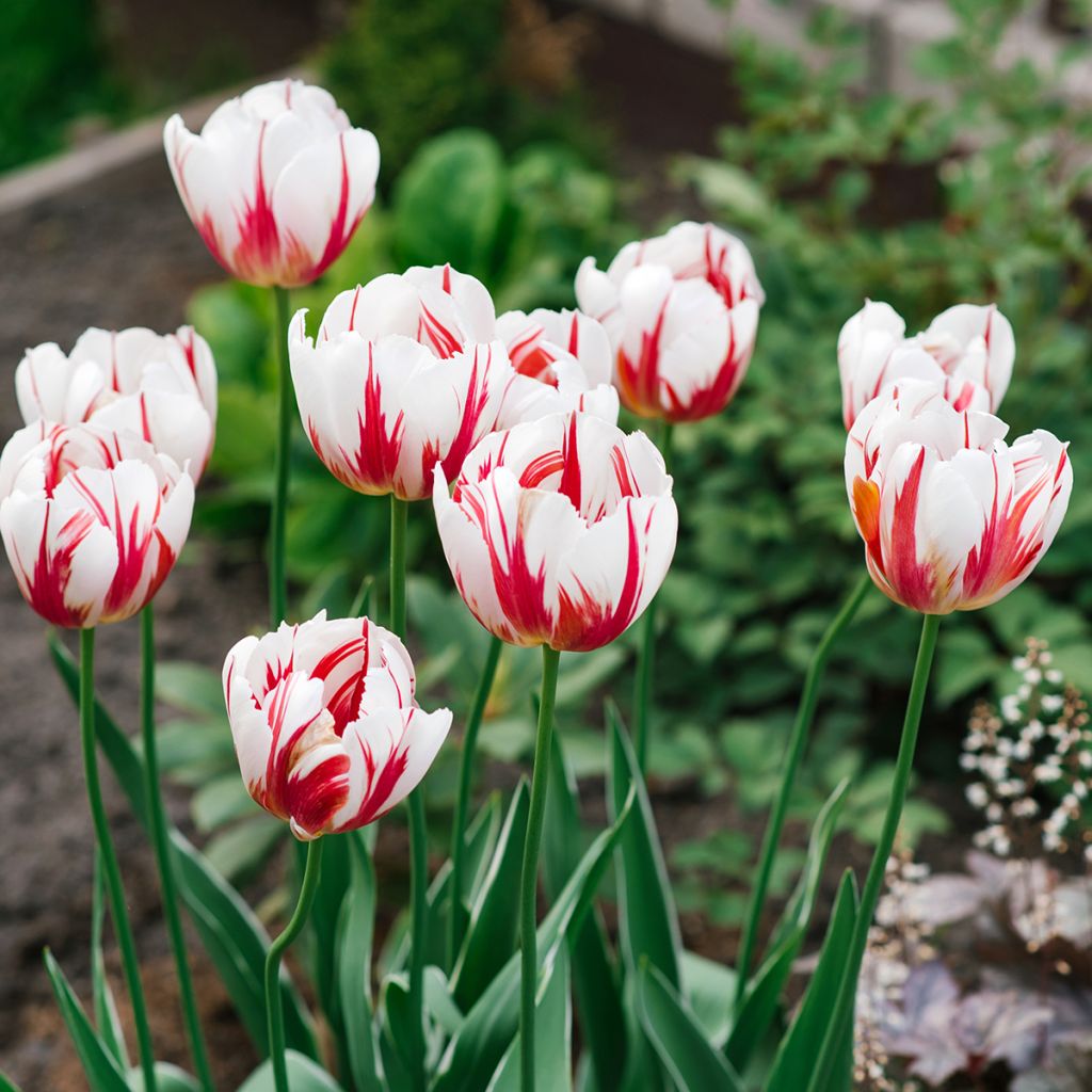 Tulipa Triunfo Happy Generation