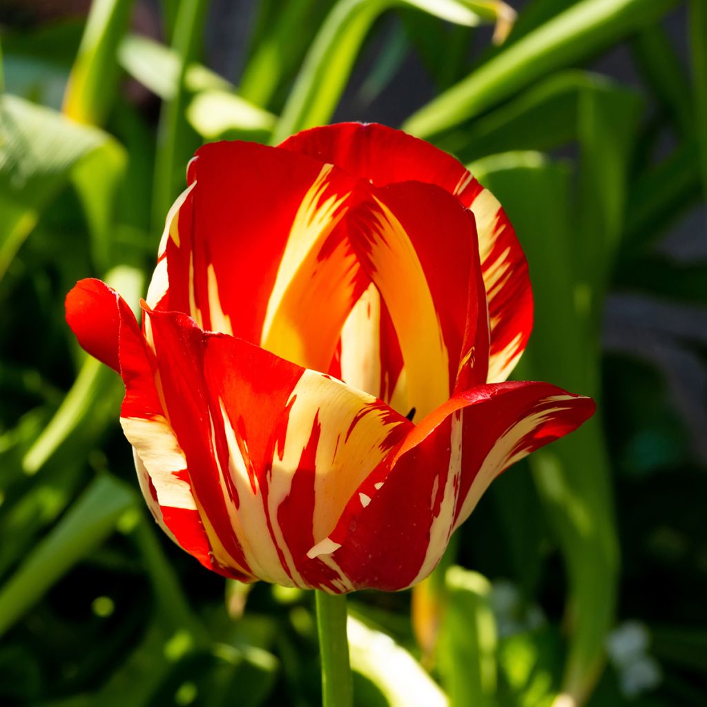 Tulipa Triunfo Helmar