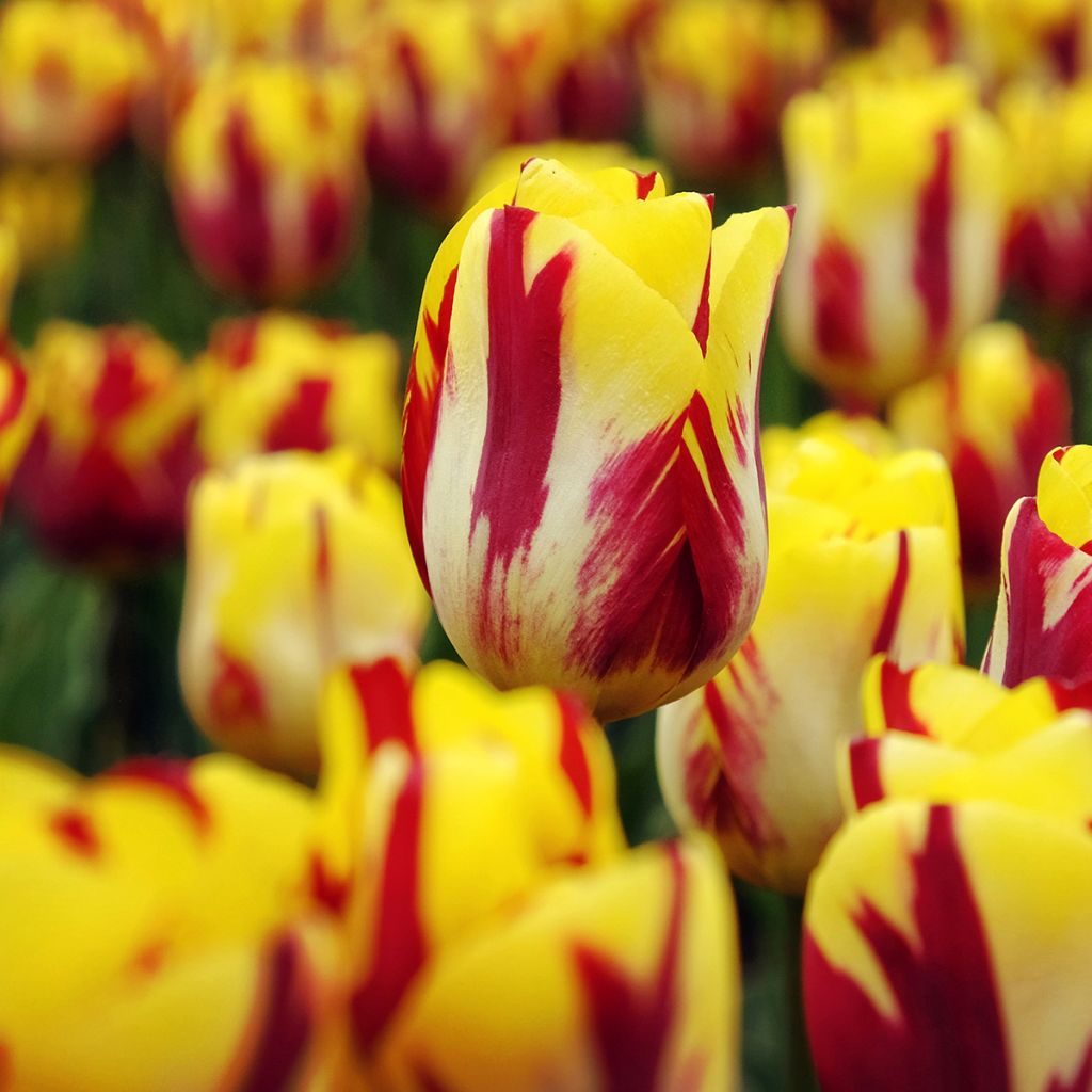 Tulipa Triunfo Helmar