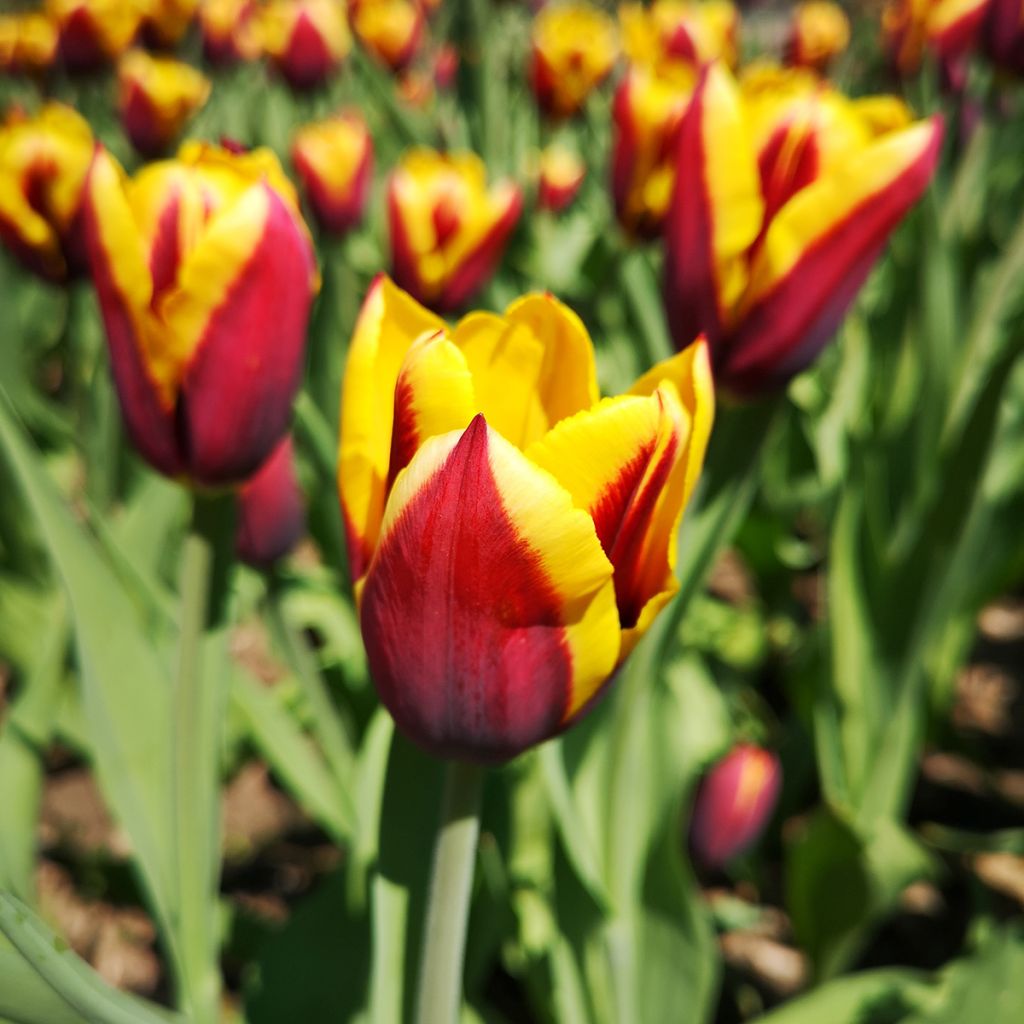 Tulipa Triunfo Kees Nelis