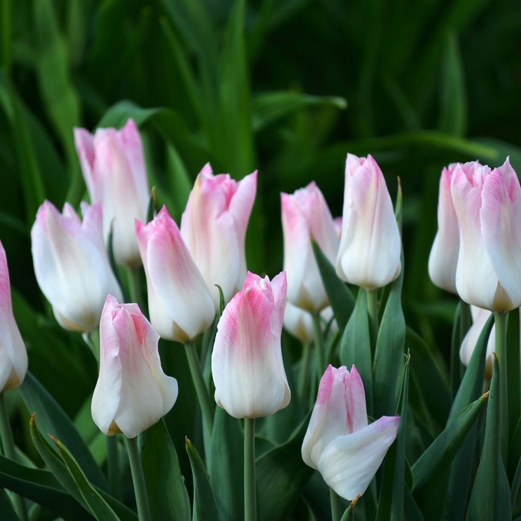 Tulipa Triunfo Kyoko Takahashi