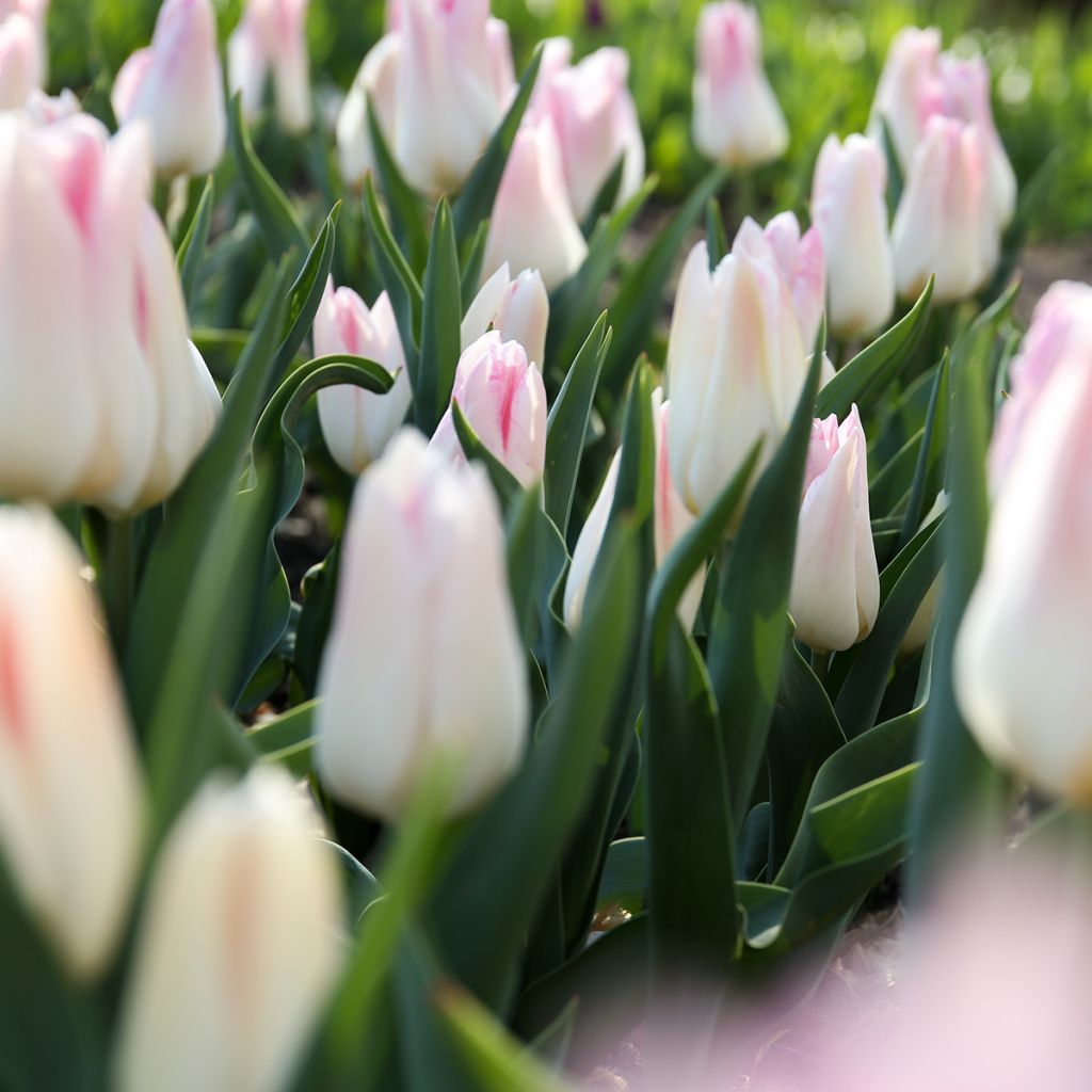 Tulipa Triunfo Kyoko Takahashi