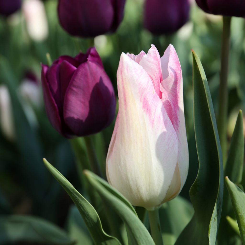 Tulipa Triunfo Kyoko Takahashi