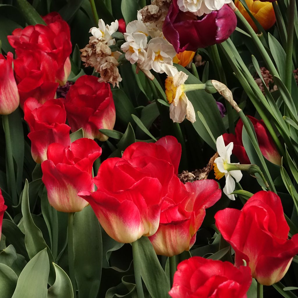 Tulipa Triunfo Match