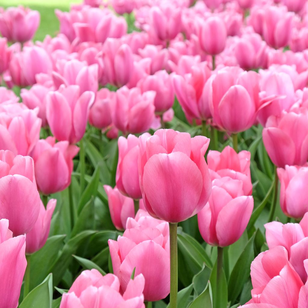 Tulipa Triunfo Mistress