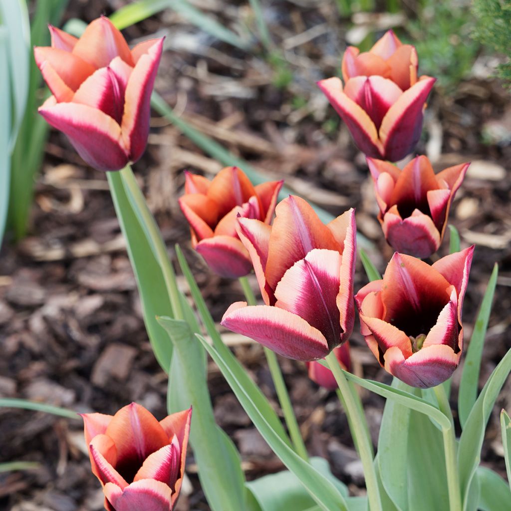 Tulipa Triunfo Muvota