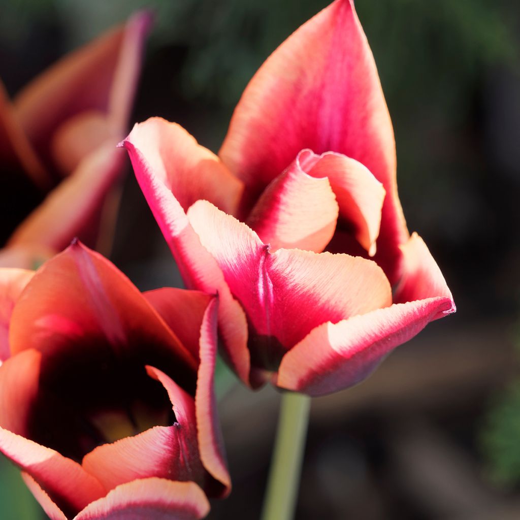 Tulipa Triunfo Muvota