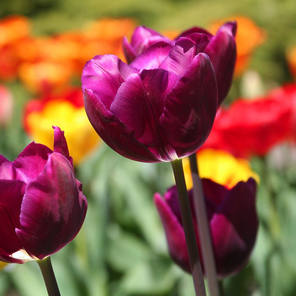 Tulipa Triunfo Passionale