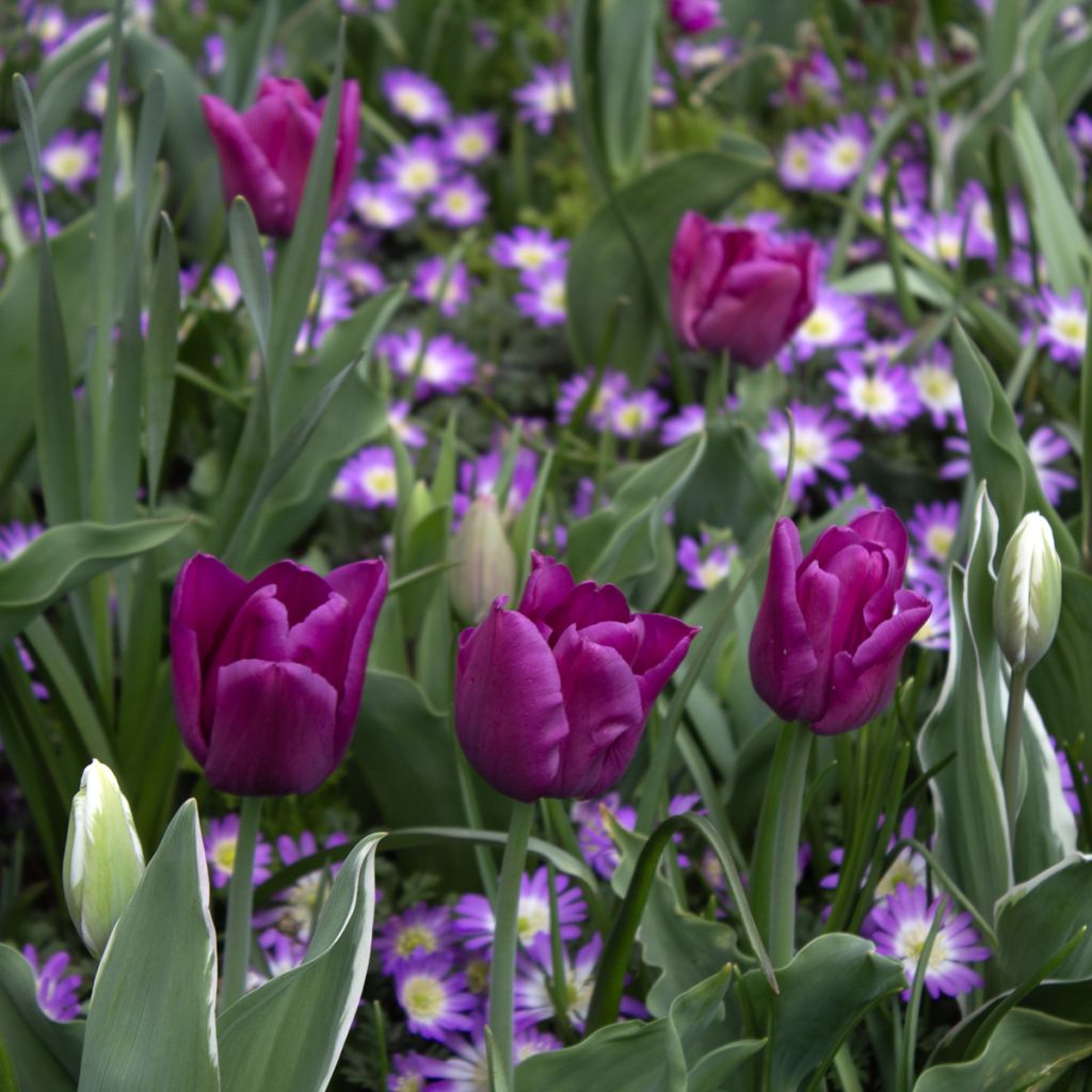 Tulipa Triunfo Passionale