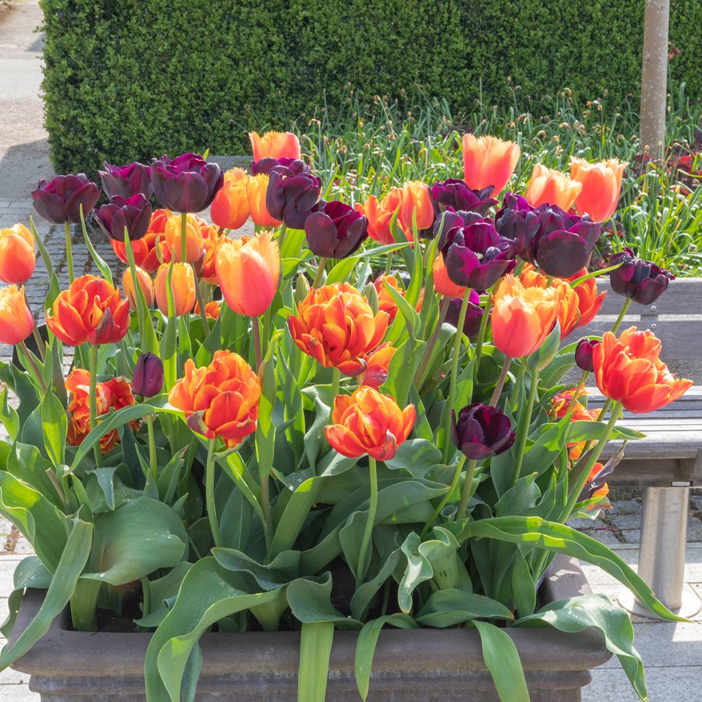 Tulipa Triunfo Paul Scherer