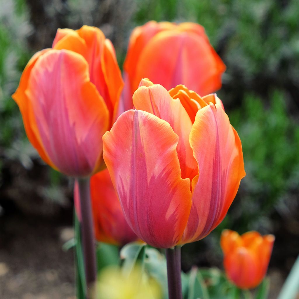 Tulipa Triunfo Prinses Irene