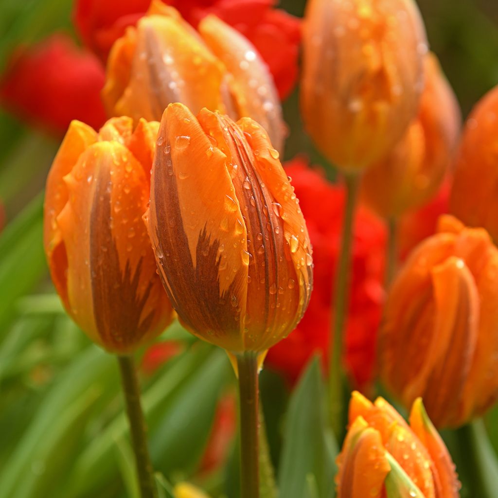 Tulipa Triunfo Prinses Irene