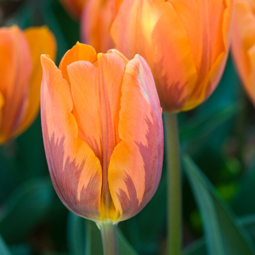 Tulipa Triunfo Prinses Irene