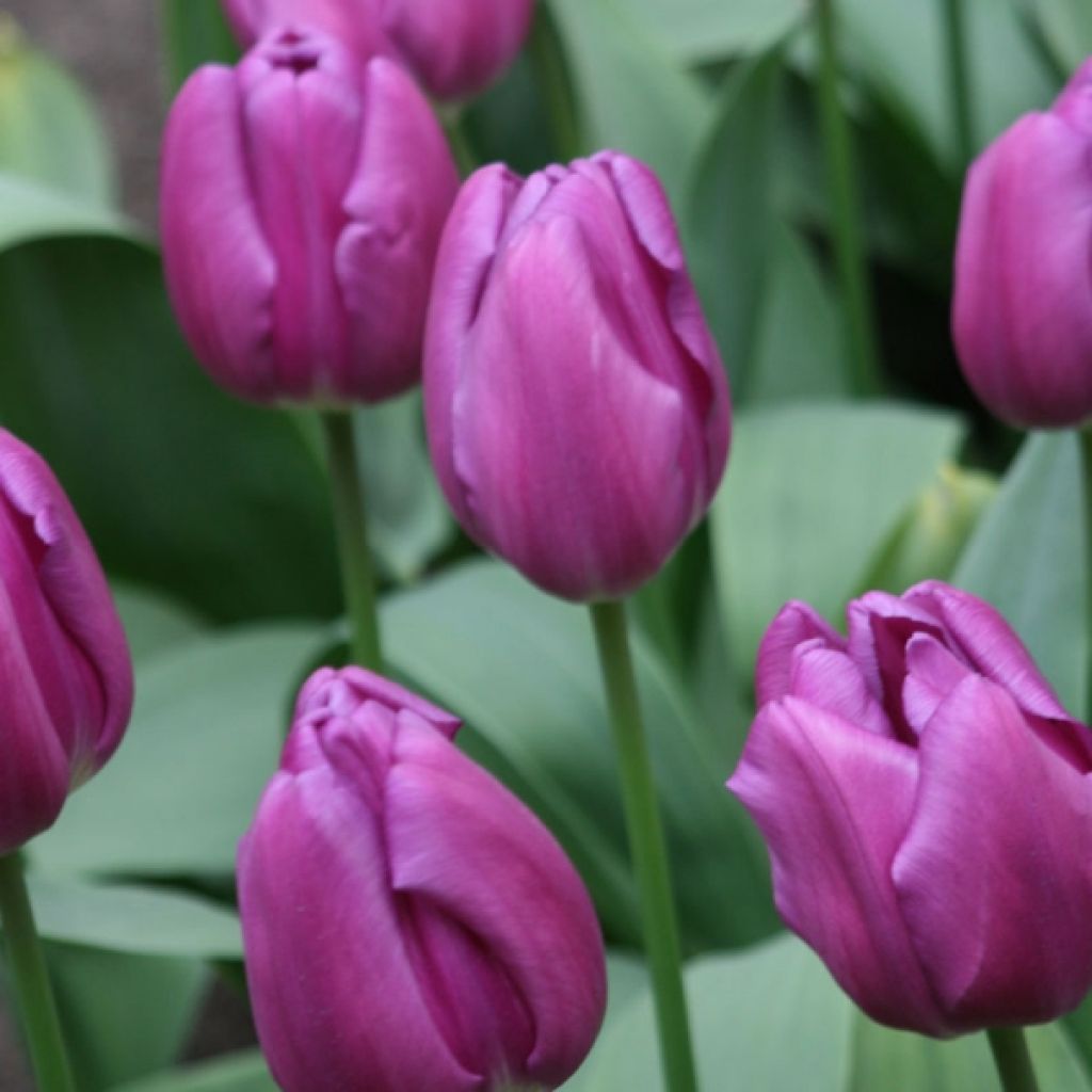 Tulipa Triunfo Purple Flag