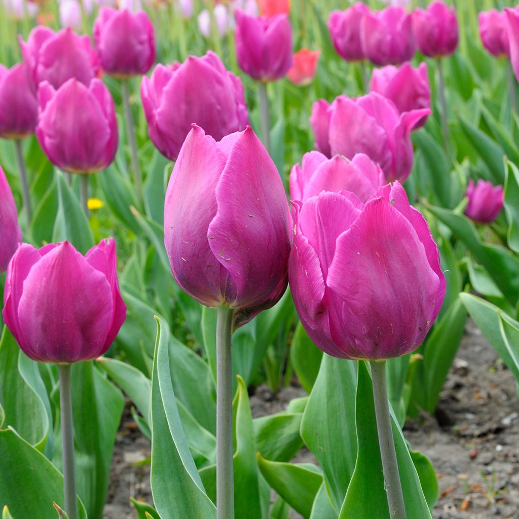 Tulipa Triunfo Purple Flag