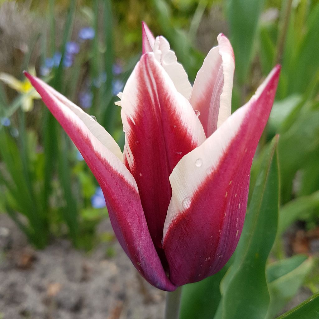 Tulipa Triunfo Rajka