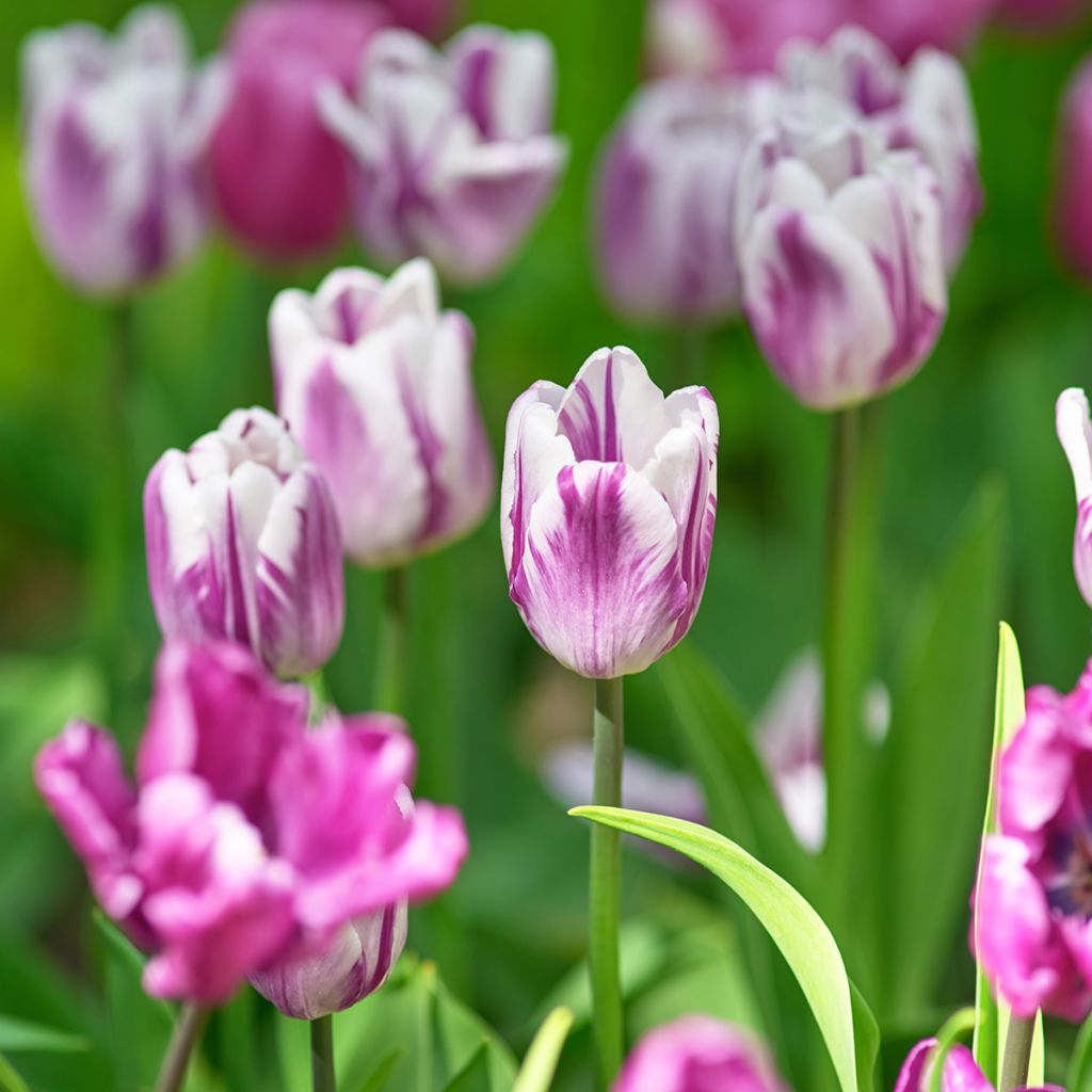 Tulipa Triunfo Rems Favourite (Zurel)