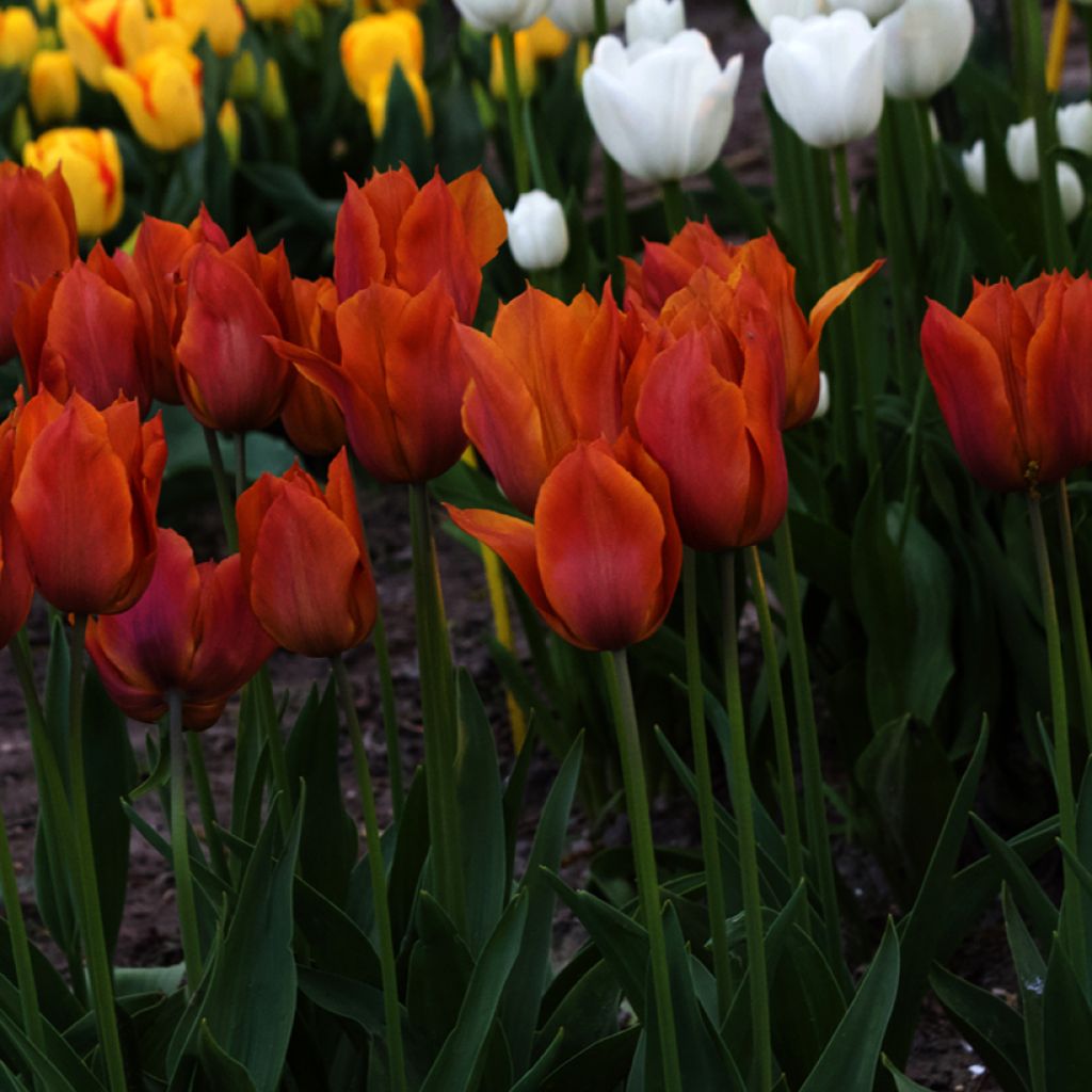 Tulipa Triunfo Request