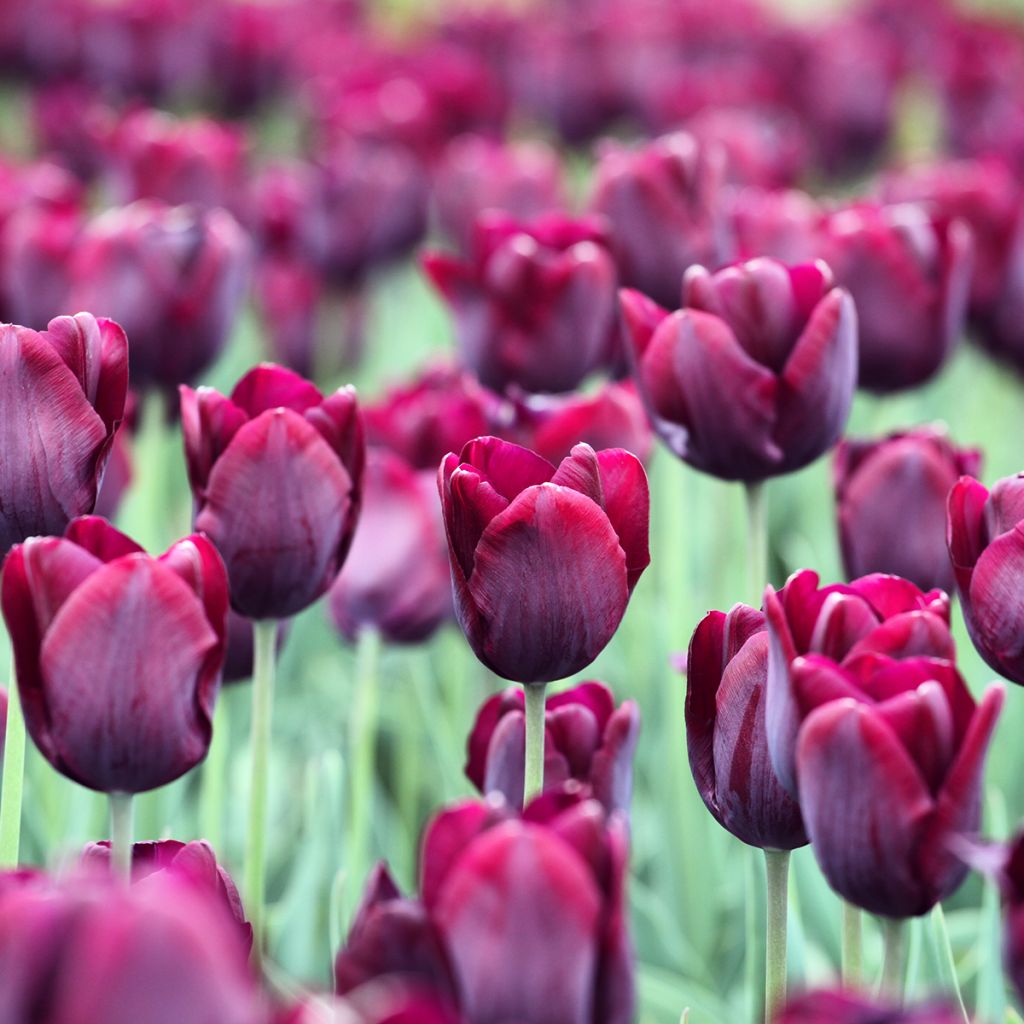 Tulipa Triunfo Ronaldo