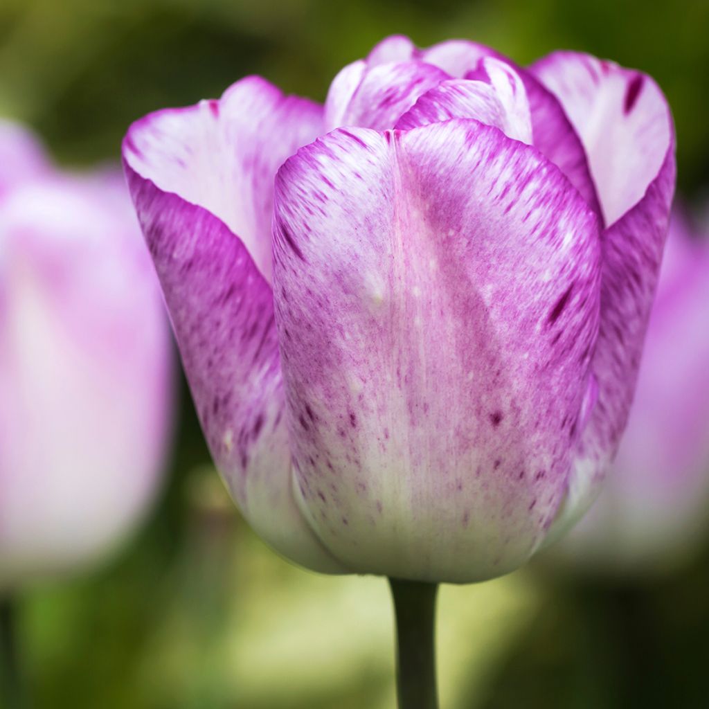 Tulipa Triunfo Shirley