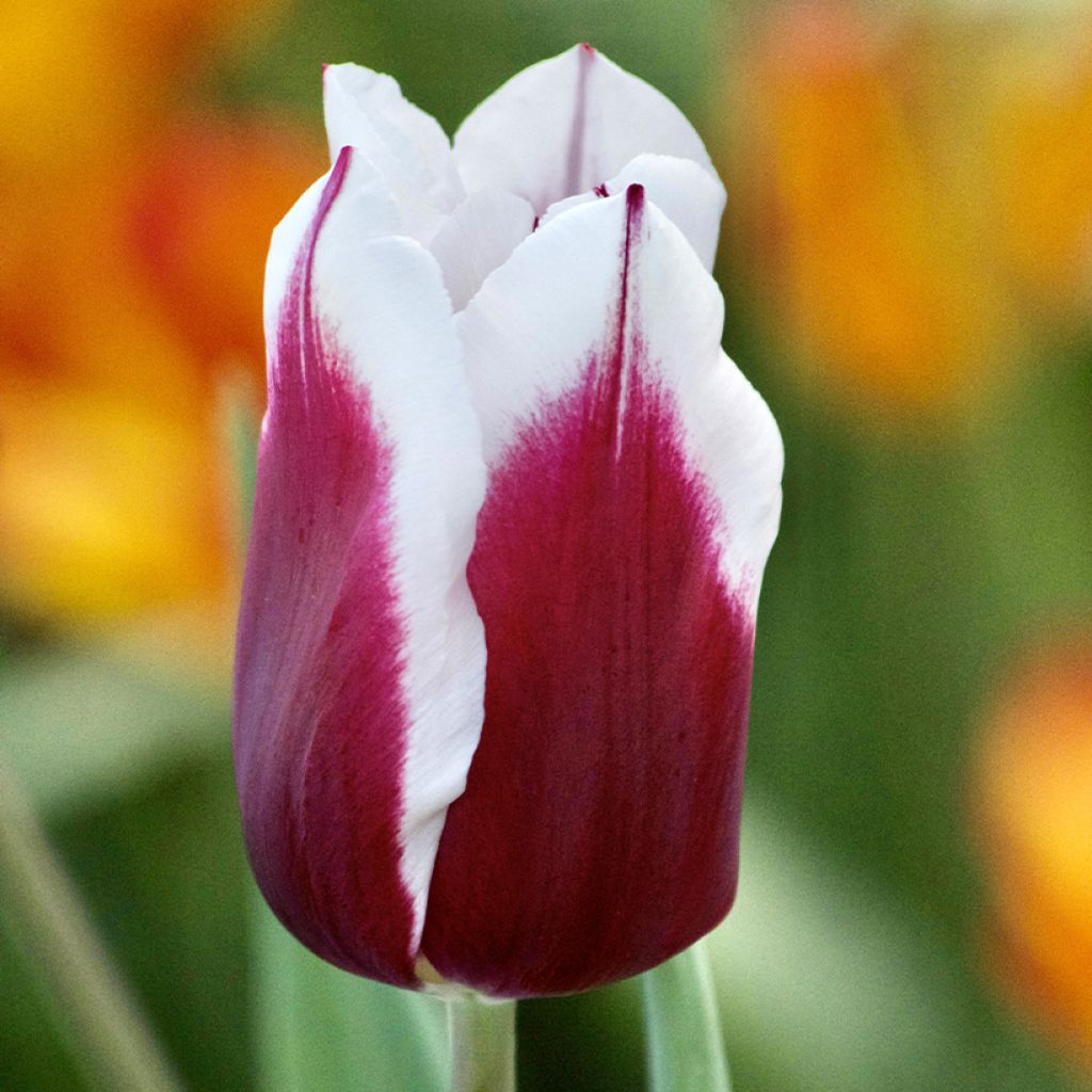 Tulipa Triunfo Spitsbergen