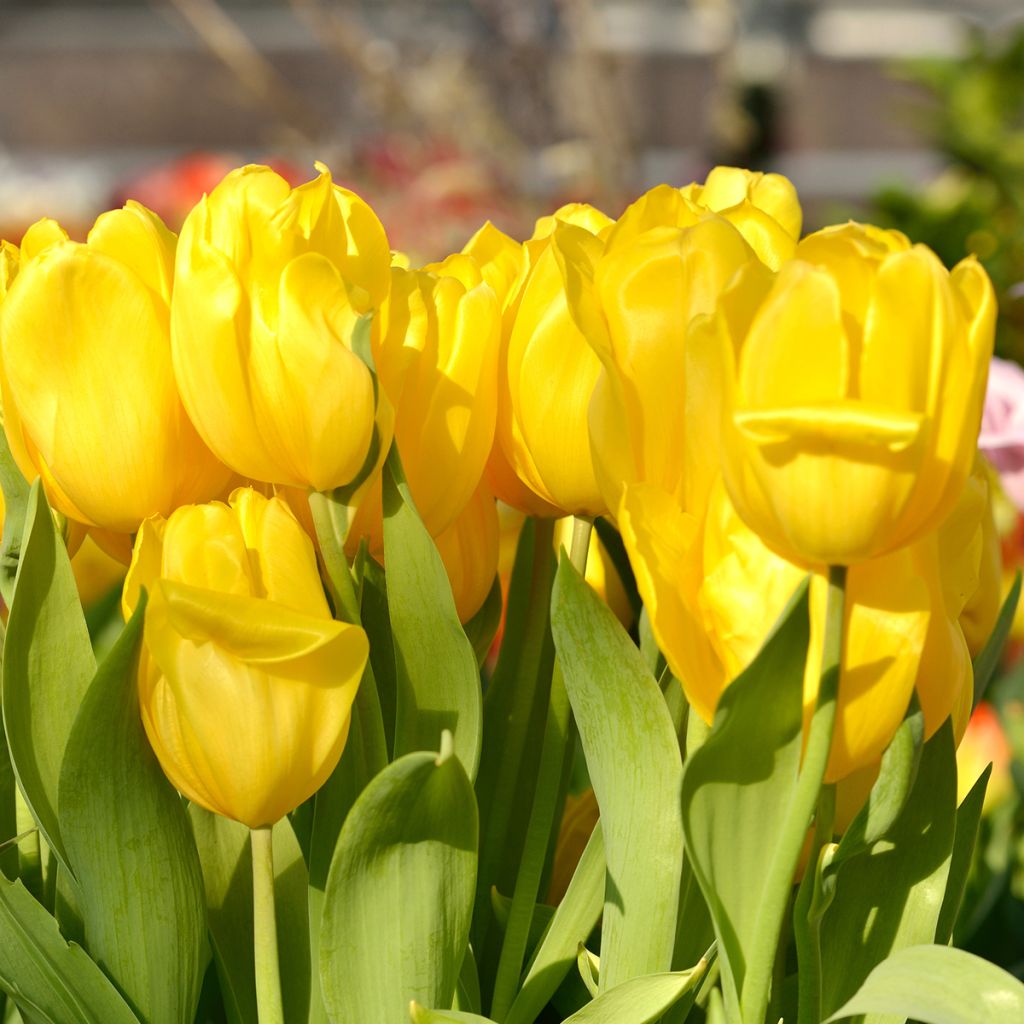 Tulipa Triunfo Strong Gold